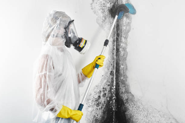 Professional Mold Removal in New York Mills, NY