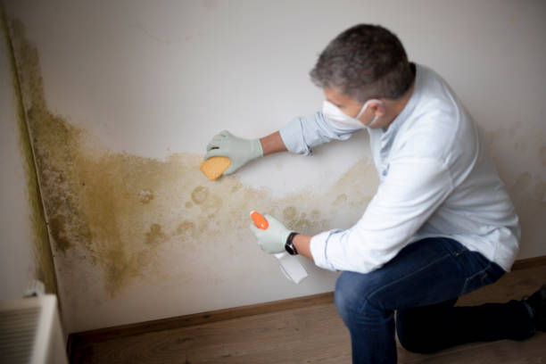 Biohazard Mold Removal in New York Mills, NY